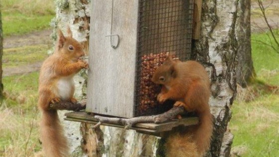 Two squirrels at the Lodges at the Mains near Nairn