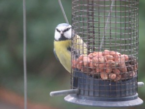Bird feeder at the Lodges at the Mains